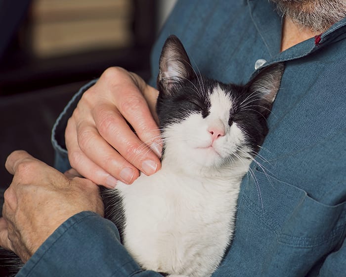 Pet Checkup and annual cat & dog vet exams at the Central Illinois